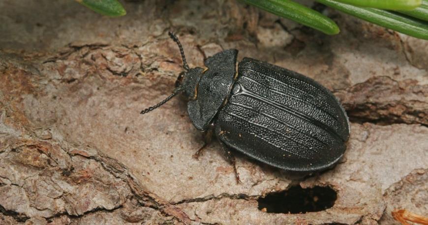 5.4. Oddělení zoologie Jan Mokrý Hlavní činností oddělení je mapování a monitoring volně žijících živočichů na území Národního parku a Chráněné krajinné oblasti Šumava.