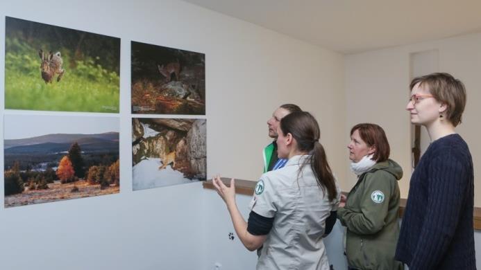 2019 jsme dokončili přípravu akce Lynx Room, tj. výstava fotek Šumavských rysů ve volné přírodě, která bude instalovaná a oficiálně zahájená v hotelu Kristián na Kubově Huti.