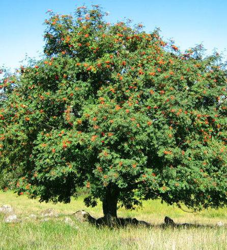 padus sorbus aucuparia acer campestre elsrijk quercus robur REFERENČNÍ