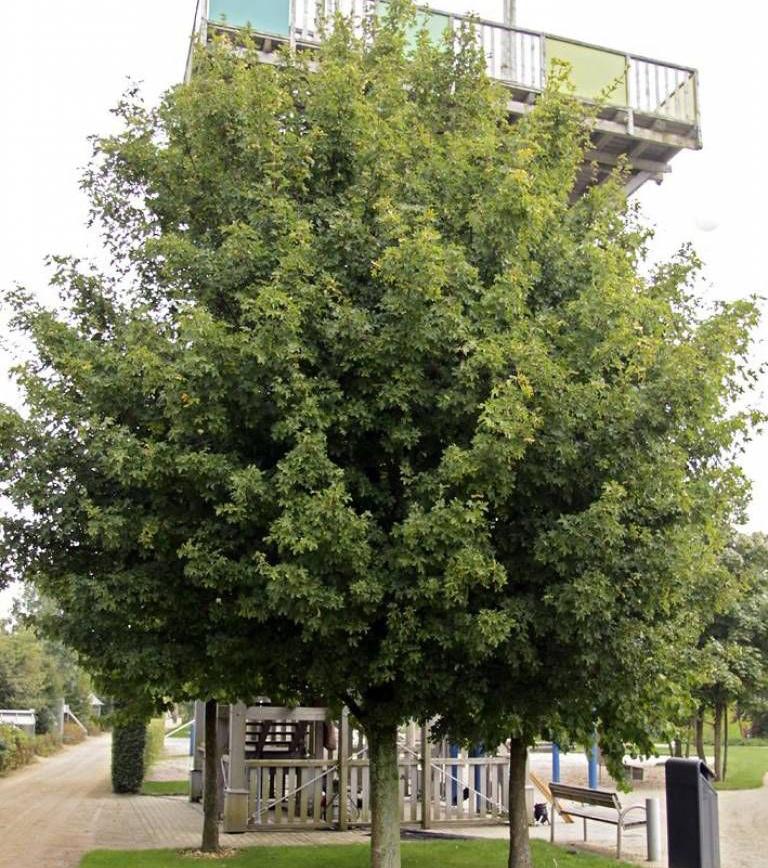 kultivaru beech hill, alternativně možno použít hloh obecný (crataegus