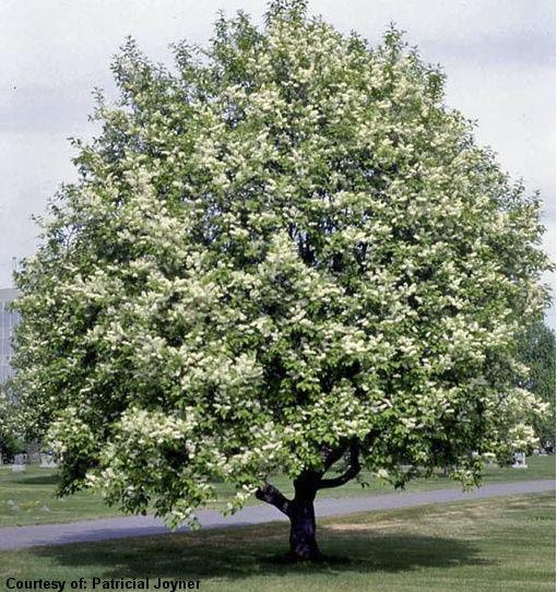 Podél občasné vodoteče doporučujeme střemchu obecnou (prunus padus),