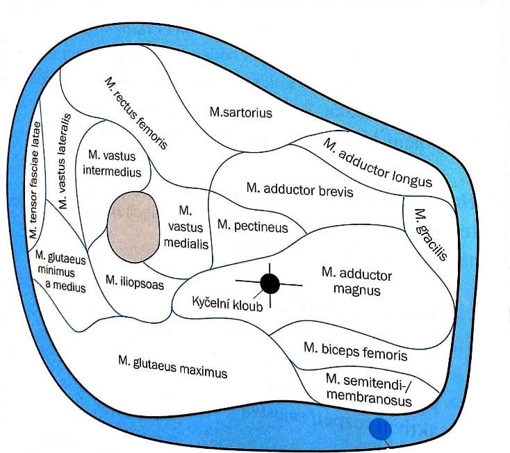 oblast lůžka nazývaná ventrální pelota a distální oblast lůžka (Lusardi, 2013; Půlpán, 2011).