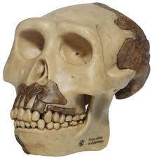 "ARCHAICKÝ" Evoluční (před ke populací, ces, Hlavní který Obrázek č.