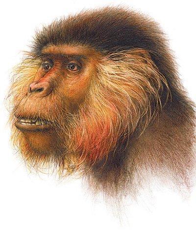 V Obrázek č. 2 Proconsul africanus - vlevo a jeho lebka Lidi, miocénu (před 12 až 4 mil. let) dochází k rozštěpení hominoidů - vpravo. stehenního tlupa zároveň slabý.
