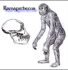 Australopithecus zástupci 5 jižní a jihovýchodní Nálezy Z až pliocénu 0,6 Obrázek mil. se žili lokalizují před již letpochází č. 3 Ramapithecus do nálezy oblastí pozůstatků a jeho pravého lebka.