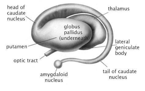BAZÁLNÍ GANGLIA