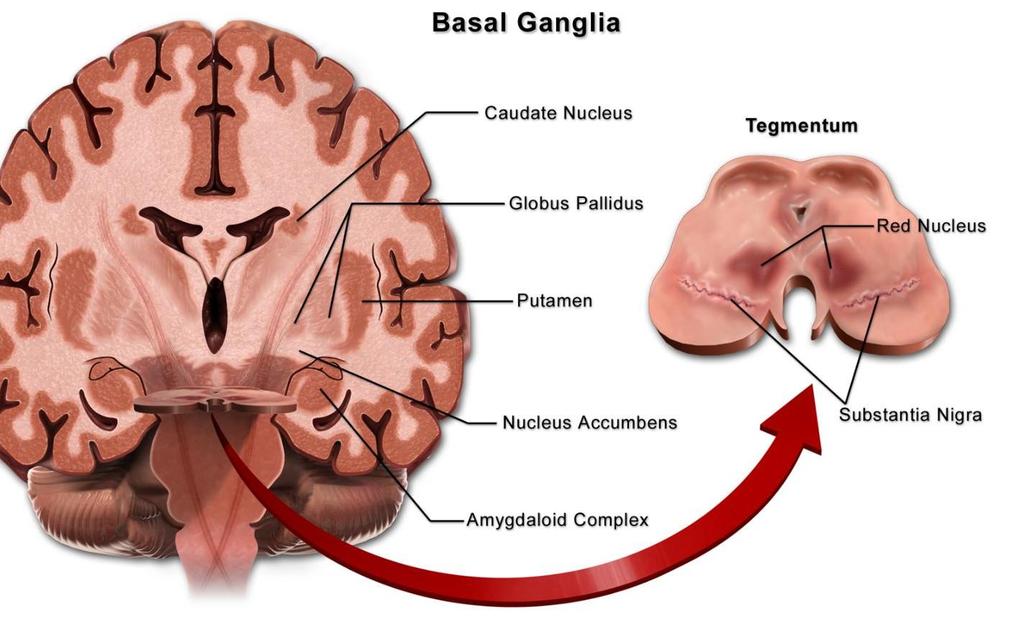 Bazální ganglia ncl. caudatus putamen gl. pallidus ncl. subthalamicus ncl. accumbens ncl.