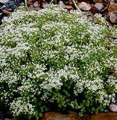Z5163 PURPUR WINTER sedum spurium krásné dekorativní listy jsou purpurově červené a světlé (i přes zimu) růžové květy.