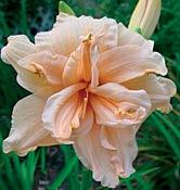 D0700 ROSE CORSAGE D2311 REDICULOUS D2311 REDICULOUS Heemskerk 18,TET,DOR,M.