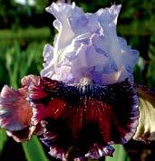 I1476 LA SCALLA Keppel 08 dóm je šedě levandulově narůžovělý a orchideově fialově míchaný, široké faly jsou bledě růžové, ve