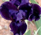 I4713 PROWLER Black 08 sytě purpurový self, tmavší skvrna pod bílými, oranžově