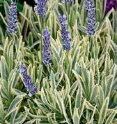 lavandula stoechas jsou stálezelené, v létě kvetoucí keříky s olivově šedozelenými listy.