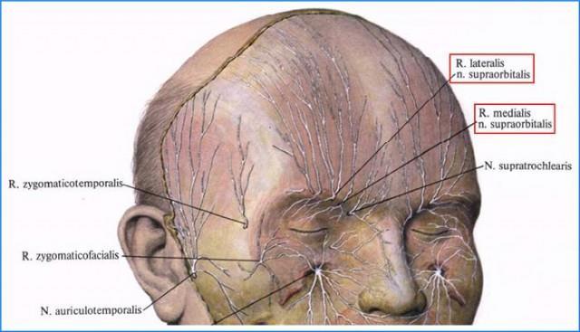 N. ophthalmicus - n. frontalis n.