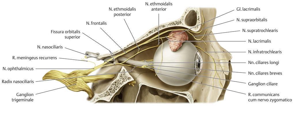 N. ophthalmicus - n.