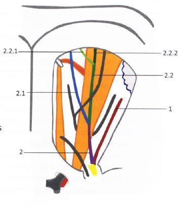 Horní a