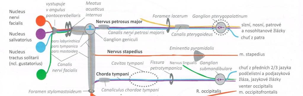 průběh: N. trigeminus n. maxillaris sinus cavernosus (přibírá sympatikus), vydá r.