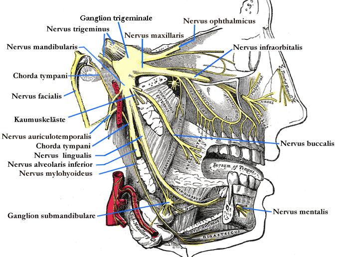 N. maxillaris n. infraorbitalis rr. nasales interni, rr. cutanei palpebrales inferioeres, nasales ext., labiales sup. rr. alveolares sup.
