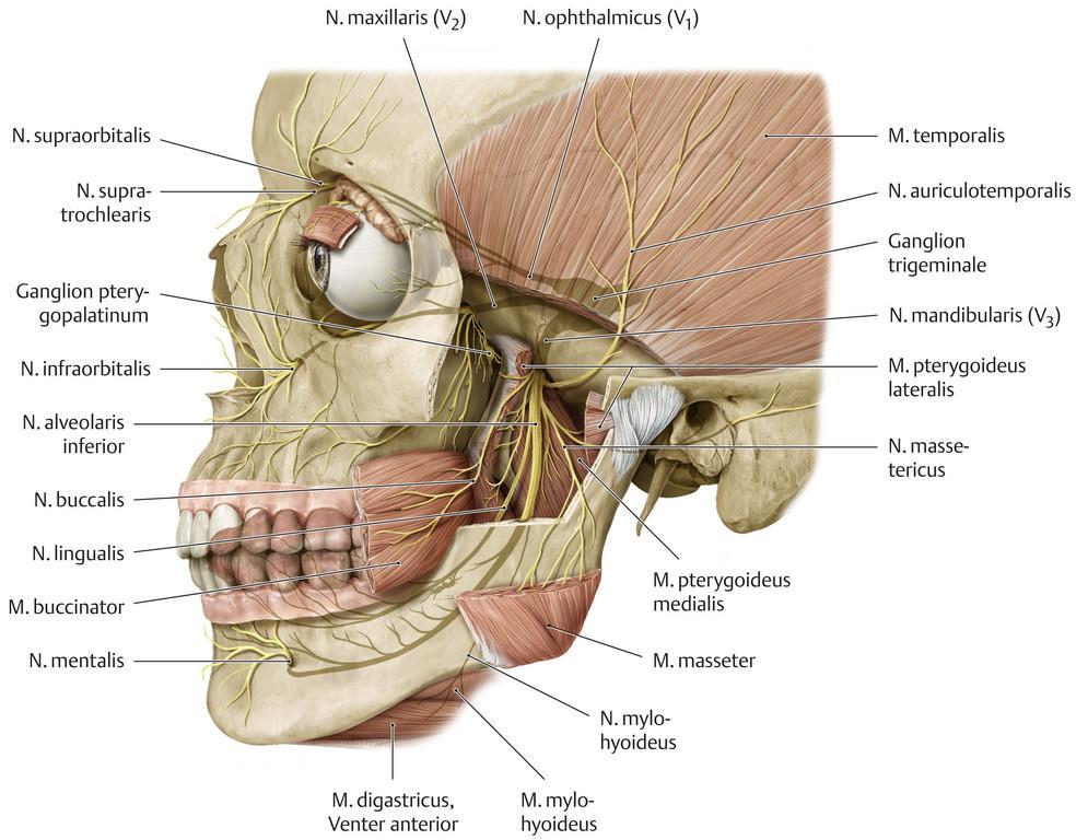 N. mandibularis rr. musculares n. massetericus nn. temporales profundi n. pterygoideus lat. et med.
