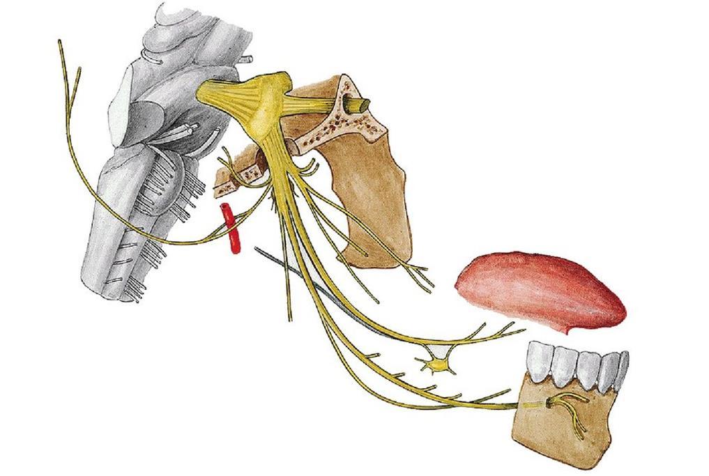 N. mandibularis n. lingualis mezi procc. pterygoidei se k němu přidává chorda tympani (VII) - psm. (ggl. submandibulare) pro gl. sublingualis a submandibularis - chuť z předních 2/3 jazyka do ggl.