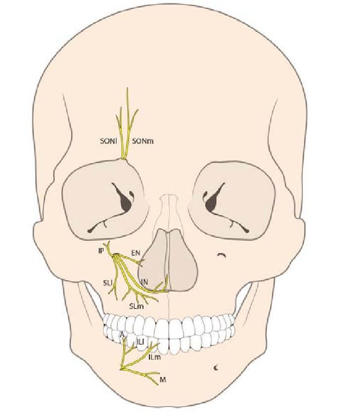 N. trigeminus