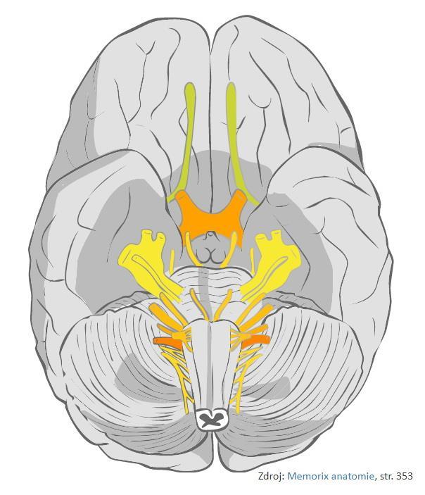 N. Trigeminus = trojklaný nerv nejsilnější hlavový nerv odstupuje z pons v úrovni pedunculus cerebellaris medius radix sensoria et radix motoria ganglion trigeminale v impressio trigeminalis n.