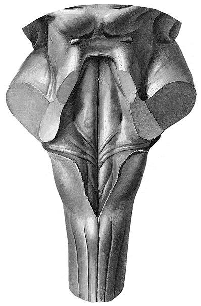 angulus