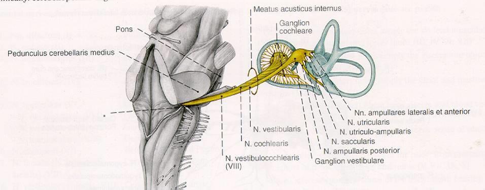 VIII. - Nervus vestibulocochlearis = Sluchorovnovážný nerv