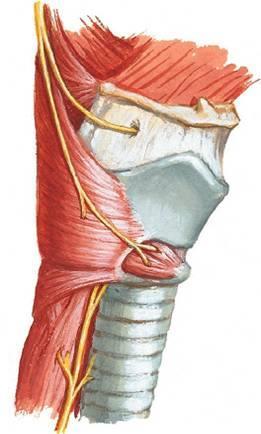 nervus
