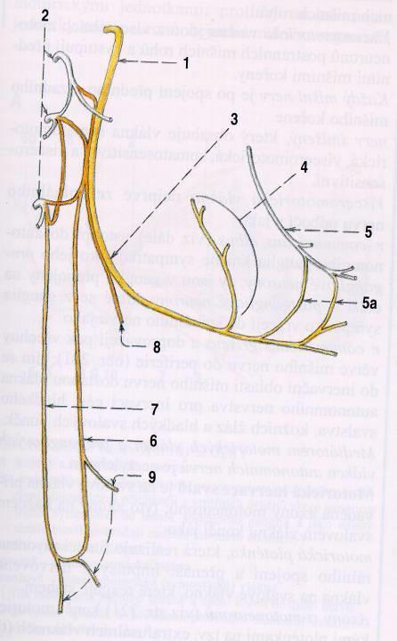 XII. = N.