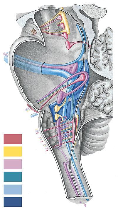 nucleus n.