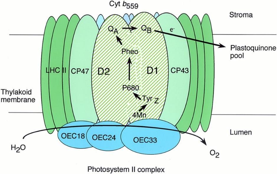 svetlozberné komplexy a pigment-proteínové komplexy jadra PSII (LHC II, CP43 a CP47), ktoré absorbujú fotóny a induktívnou rezonanciou prenášajú ich energiu do reakčného centra.