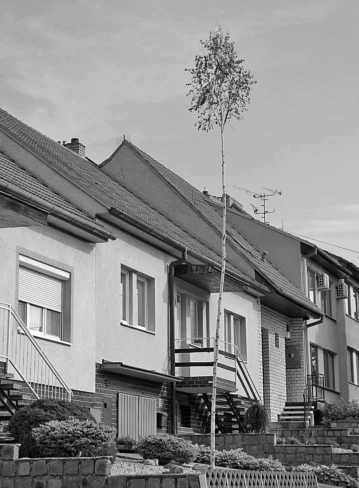 číslo 2 Červenec 2020 BOŘETICKÉ LISTY 35 Májka v Bořeticích V letošním roce to bylo již druhým rokem, co byla před domem na ulici Školní postavena děvčeti v noci před prvním májem májka.