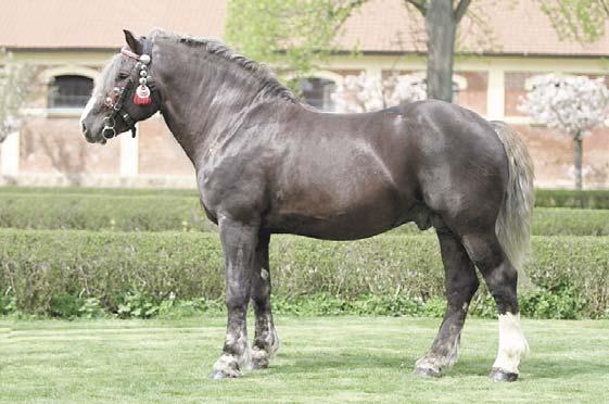 DPH Dir Sonáta Direktor - 8 Alice Tango Sojka Direktor Šremf I (Imitace) Schachen Sparta Tann Vulkan XIII 1416 Gewicht-Resch Rytíř - 1 Luna 1437 Maral ČMB tm., ryz.