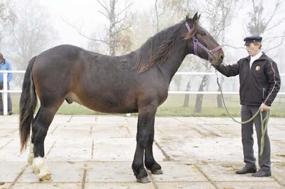 2002 Míry: 150-140 - 170-18 cm PK: ČSP Výkonnost: vl.: D:Z, S:ST**, C:L, pot.: D:Z,S:S**) Chovatel: Adolf Odložil, Olešnice Kontakt: ZH Písek s.p.o., Ing. Jiří Ptáček, tel.
