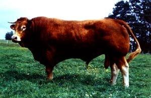 Jejich zbarvení je smetanově bílá barva. Hmotnost plemenných býků může přesahovat až 1500 kg a u krav 900 kg. Plemeno je vhodné pro intenzivní výkrm.