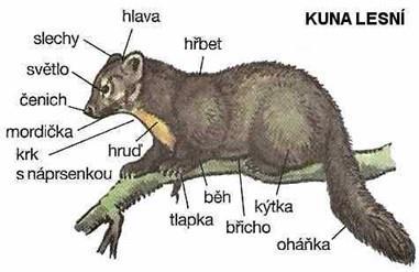 Stavba