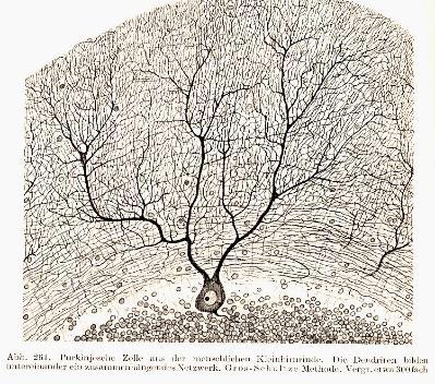 Mozeček vrstvy kůry stratum moleculare neuron stellatum (hvězdicová buňka) neuron corbiforme (košíčová buňka) neurofibra parellela (souběžné/paralelní vlákno) axony zrníčkových buněk stratum