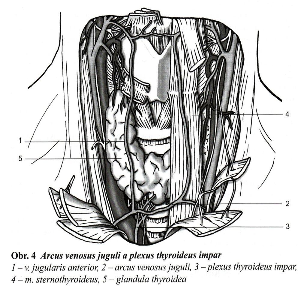 Anatomie lig. cricothyroideum, conus elasticus podle staré anatomické nomenklatury lig. conicum mezi cart.
