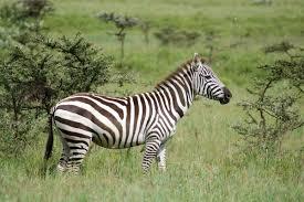 Svět zvířat je velmi rozmanitý Fauna Šelmy: