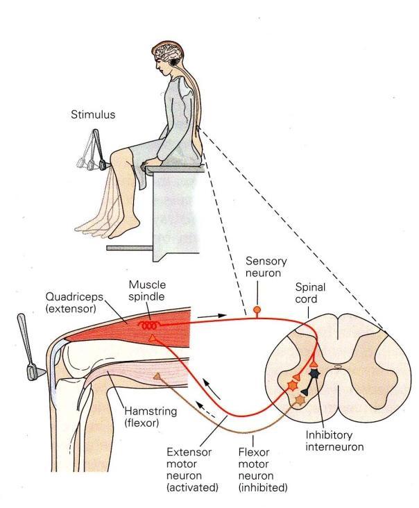 quadriceps femoris - senzorické akční potenciály v 1A aferentech svalových vřetének - α -