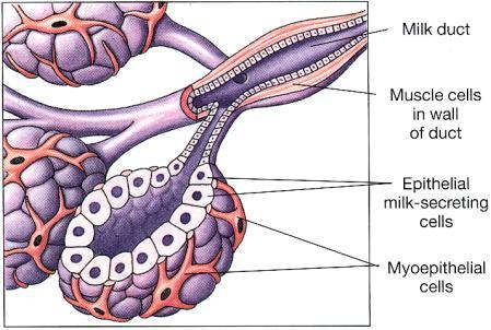 Neurohormonální Rx ( R-x sekrece - uvolnění mléka) n. supraopticus n. paraventricularis n.
