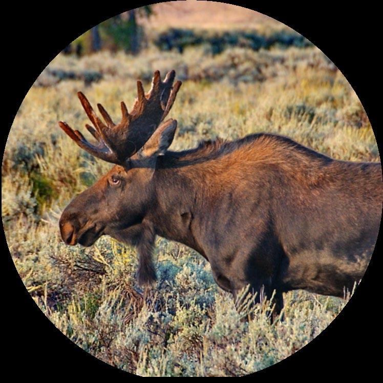 se v severních zeměpisných šířkách; Fauna