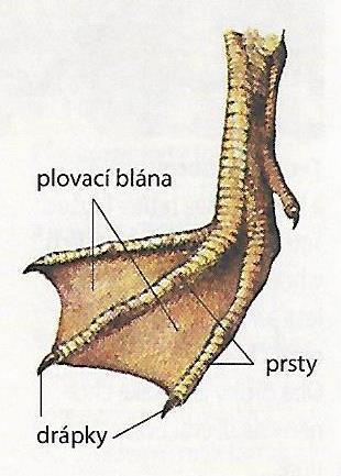 potravu z bahna nekrmiví pohlavní dimorfismus nesmáčivé peří