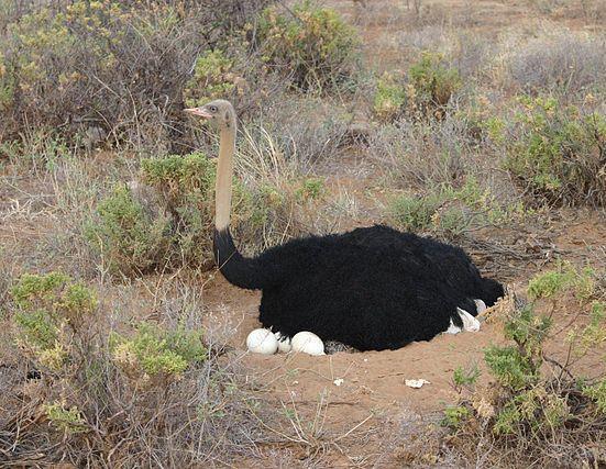 m, 130 kg) Afrika