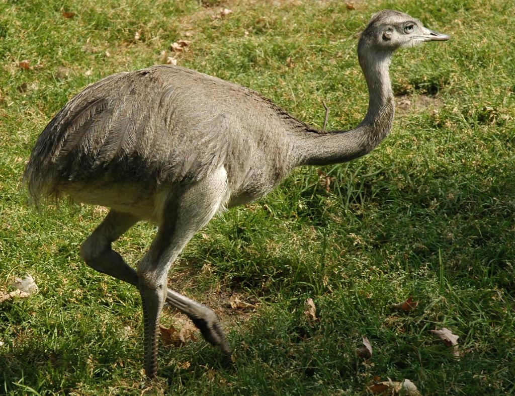 nandu