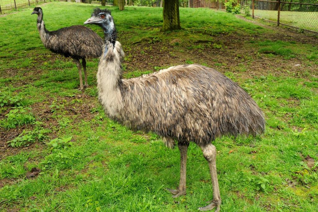 emu hnědý 2.