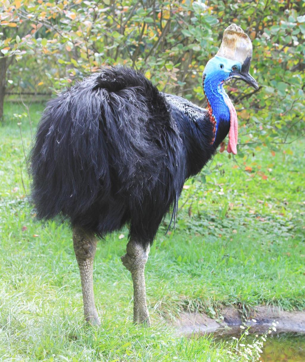 kasuár přilbový