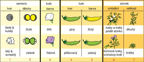 JOHANN GREGOR MENDEL (1822-1884) zakladatel nauky o
