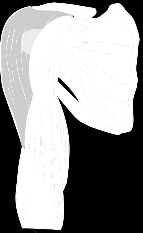 Musculus supraspinatus 2