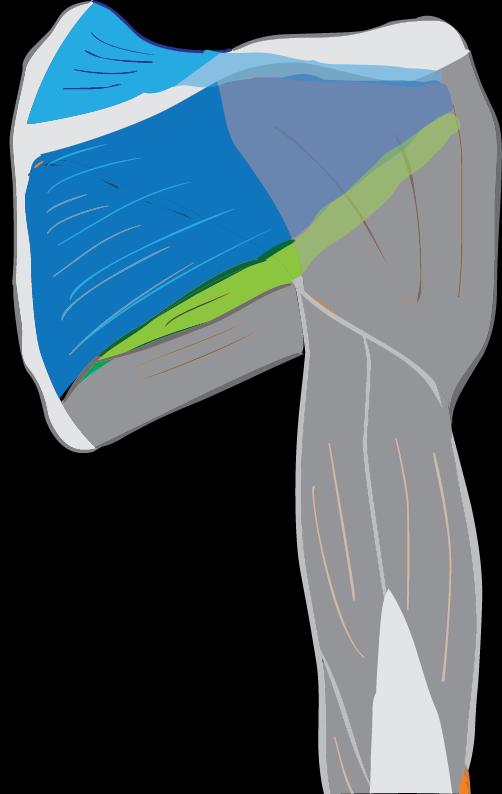 Musculus teres minor 4